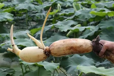 華逸府聯手湖北洪湖藕、江永芋頭，為您帶來健康原生態食材